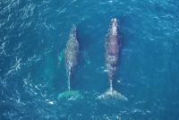 Японский и горбатый киты плывут в паре