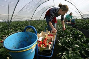 Украинцы станут меньше ездить на заработки в Польшу, - Нацбанк