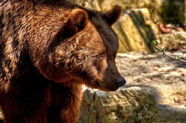 В Ноябрьске один из медведей не ушел в спячку и пугает горожан