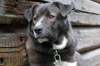 В Одесской области суд приговорил мужчину к трем годам лишения свободы с испытательным сроком один год за похищение собаки.