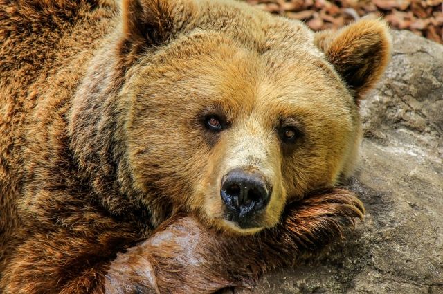 В Ноябрьске застрелили медведя, который бродил возле школы № 10