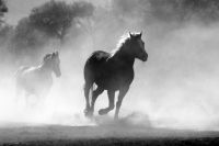 Под Тюменью в результате пожара в частной конюшне погибли десять лошадей