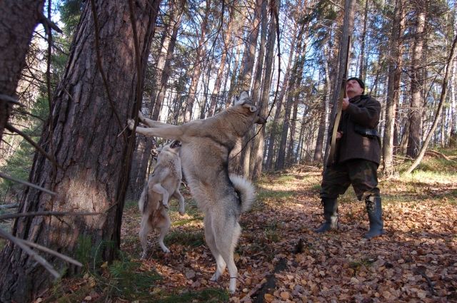 Проголодавшегося медведя запрут бывало в дальней комнате