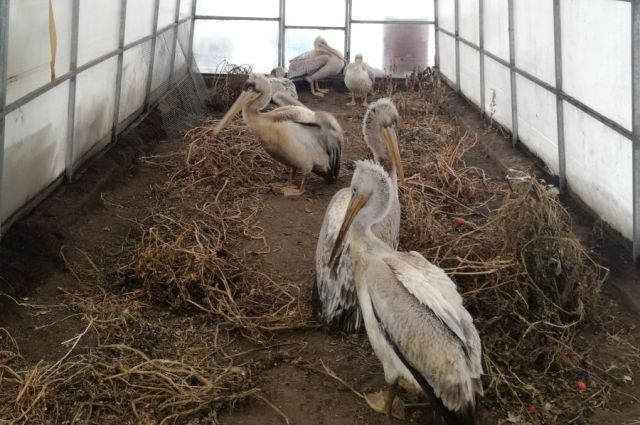 Спасенные пеликаны будут зимовать в Барнауле
