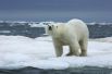 Арктика - родина белого медведя. 