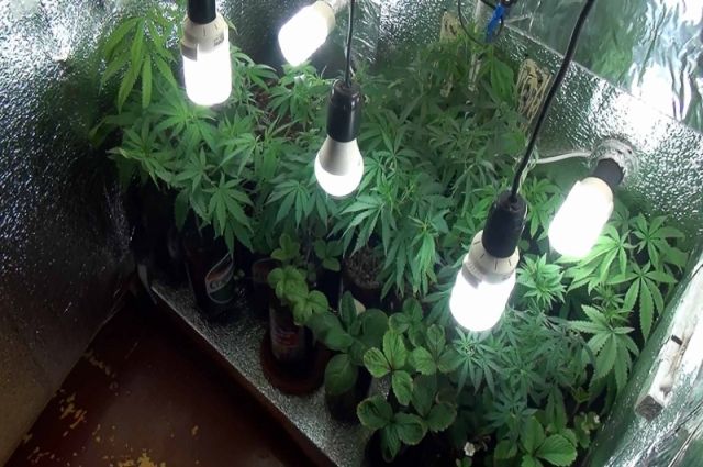 Конопли дома фото мужские цветки марихуаны