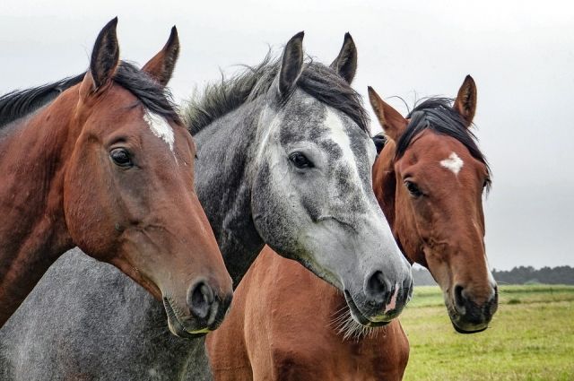 При пожаре в Патрушево не удалось спасти десять лошадей.