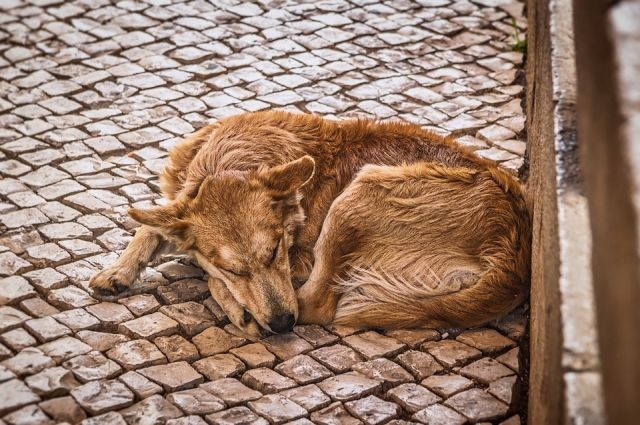 Салехардцы не дают отлавливать бездомных собак, доходит до рукоприкладства 
