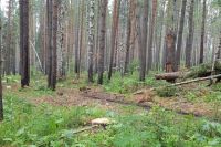 Сохранение лесов края - первостепенная задача 