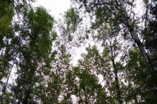 Украина потеряла 50 млн грн из-за незаконной вырубки леса, - Счетная палата