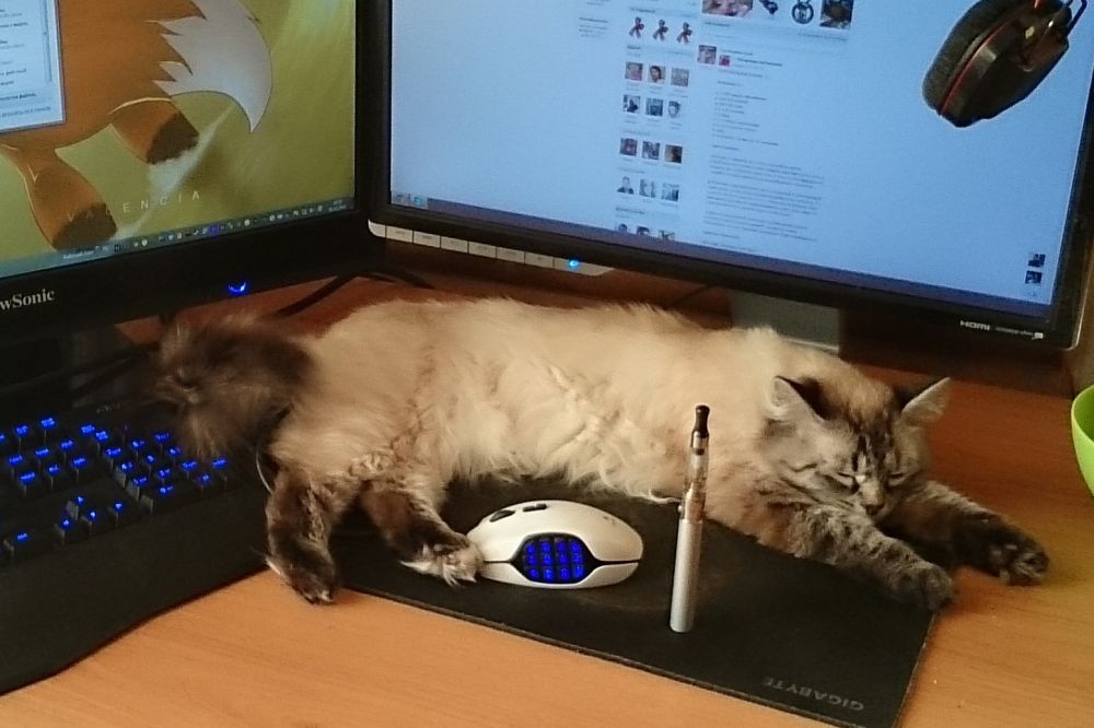 4. Кошка Цирилла