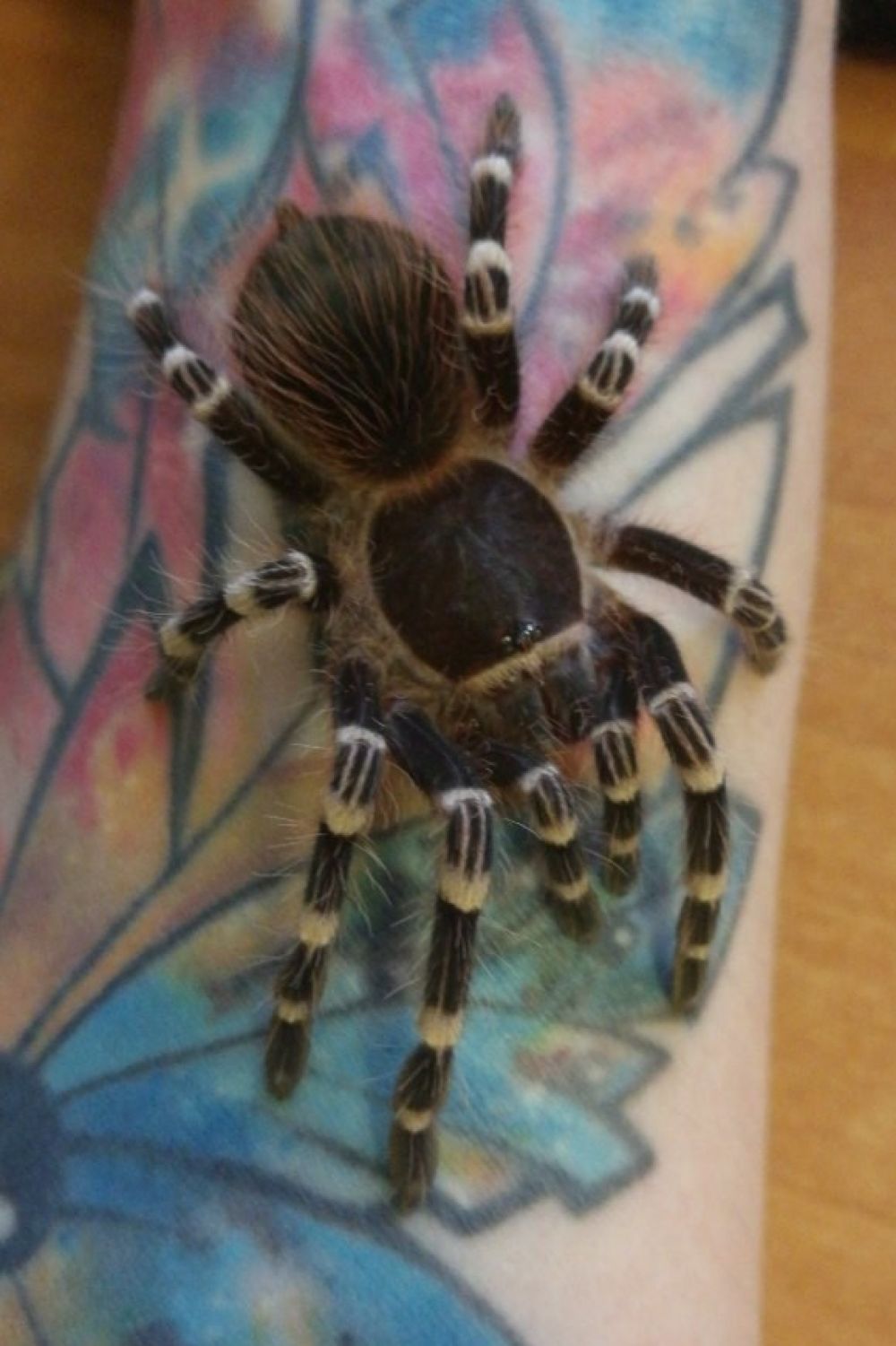 3. Acanthoscurria geniculata по имени Гена