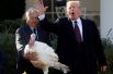 Президент США Дональд Трамп помиловал индейку по имени Горох. Традиционный обрад в канун Дня благодарения состоялся в Розовом саду Белого дома в Вашингтоне.