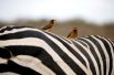 Птицы сидят на спине зебры в Национальном парке Найроби, Кения.