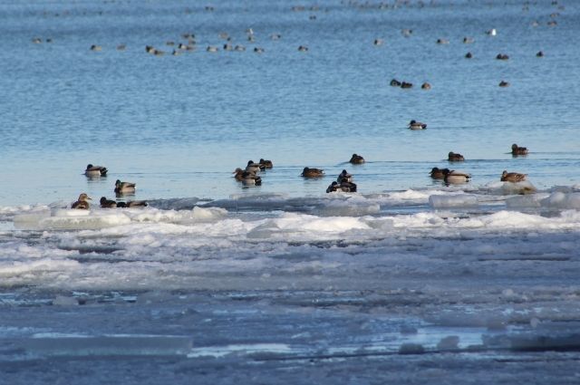 Очень много птиц зимуют на Новотроицком водохранилище.