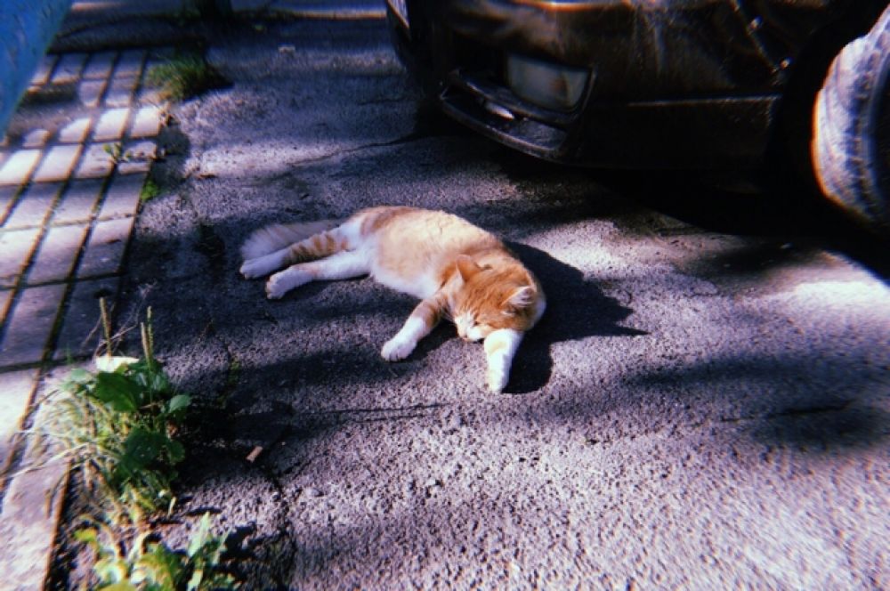 Кот Рыжик