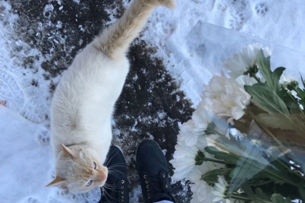 Кот Снежок