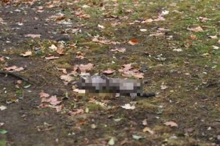 В Одесской области неизвестные массово убивают и калечат бездомных кошек