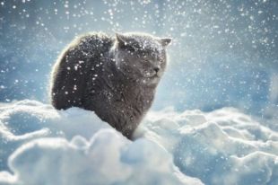 30 ноября: день домашних животных, приметы о погоде, церковный праздник
