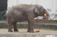 Калининградский зоопарк победил в престижном рейтинге эксперта Шеридана.