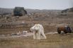 Голодный белый медведь в заброшенном охотничьем лагере в Северной Канаде. Лед в округе слишком тонкий, чтобы мишка мог идти по нему в поисках пищи.
