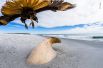 Хищная птица каракара над останками косатки на берегу острова Морского льва Фолклендских островов.
