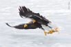 Белоплечие орланы охотятся за рыбой во время своей миграции из России к северо-восточному побережью Хоккайдо. 