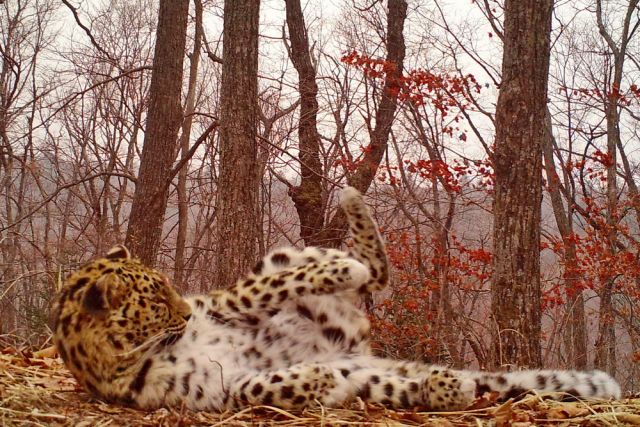 Леопард купается в опавших листьях.