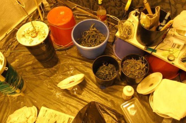 В квартире правоохранители обнаружили ещё 360 гр. марихуаны и 660 гр. конопли.