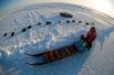Федор Конюхов во время экспедиции на собачьих упряжках из Карелии до южной оконечности острова Гренландия через Северный полюс. 2013 год.