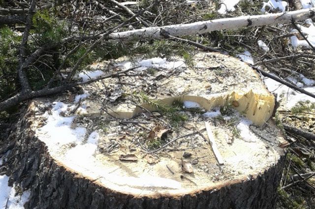 Житель Таштагольского района вырубил 16 деревьев хвойных пород.