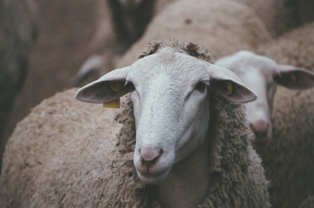 В тюменском селе мужчина украл овцу у соседа, чтобы выпить