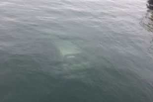 Под Одессой автомобиль с двумя людьми съехал с дороги в воду