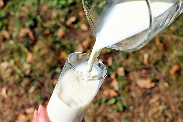 Употребление сырого молока - один из возможных путей заражения человека от больного животного.