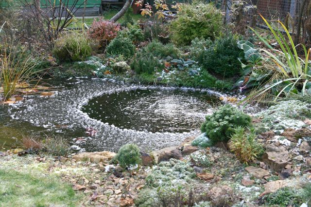 Вредит ли мороз без снега растениям в саду? - Советы для садоводов