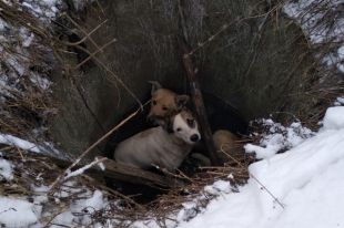 Во Львовской области две собаки застряли в заброшенном колодце
