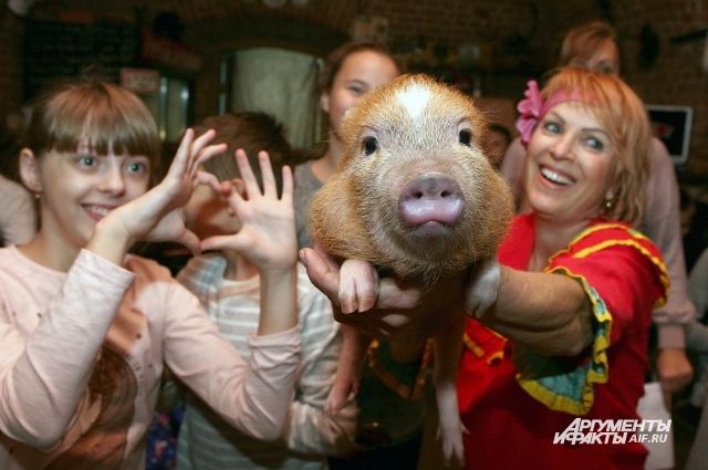 Дрессированные свинки обещают щедрый на сюрпризы год.