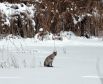 На льду реки Припять на что-то охотилась рысь.