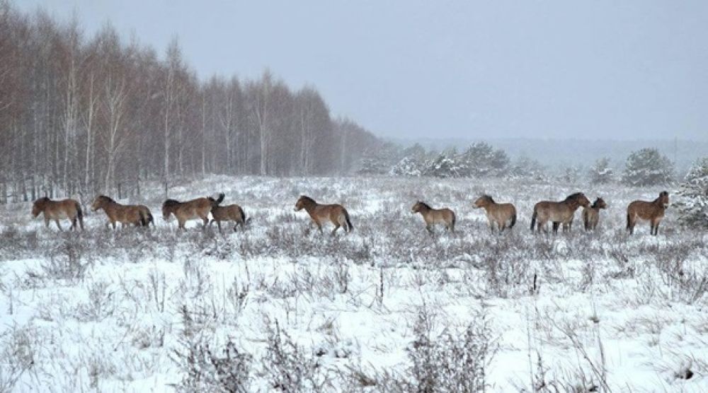 Животные прекрасно себя чувствуют и живут без людей в зоне отчуждения.