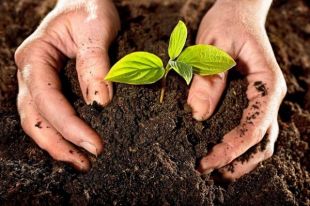 В регуляторе назвали стоимость продажи земли в Украине после отмены вето