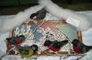 Коллективная работа учащихся 9-10 лет, «Покормите птиц», МБОУ гимназия №25