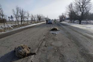 Под Николаевом автомобиль на полной скорости врезался в отару овец