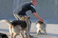 Даже в центрах крупных городов можно встретить собачьи стаи