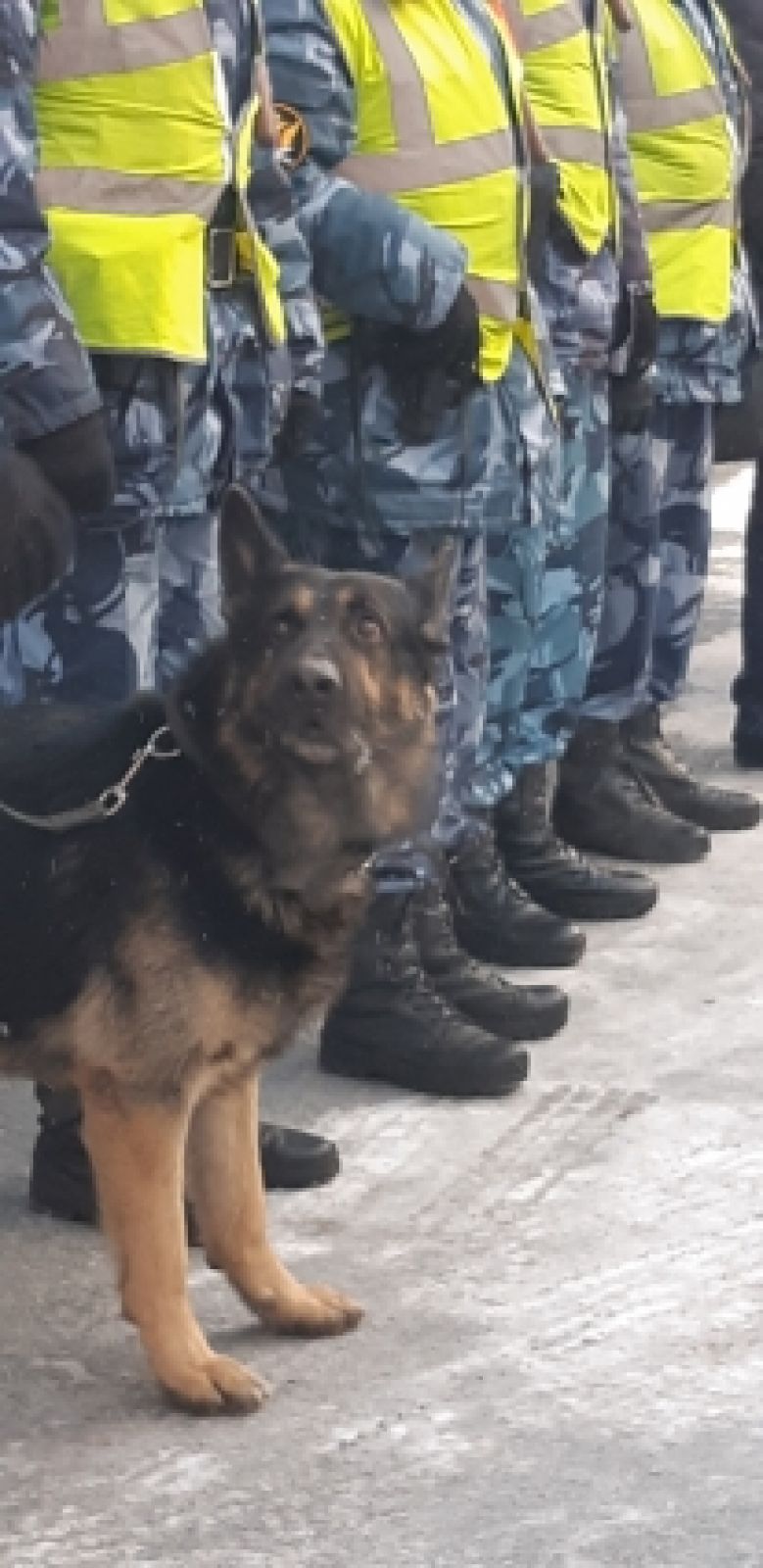 Полноправный сотрудник службы – Стэн, вице-чемпион России по собачьему многоборью.