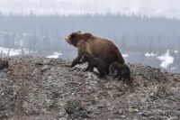 У многих зарубежных гостей имеется классический стереотип, что в Сибири медведи ходят по улицам.