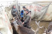 В Тазовском районе первый этап вакцинации оленей стартует в конце февраля 