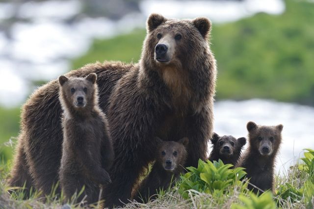Материнский инстинкт у медведиц очень мощный, но появляется он не тогда, когда рождаются малыши, а когда они выходят из берлоги