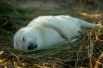 Длинномордый или серый тюлень. Новорожденные детеныши тюленей — белые. Животные включены в Красную книгу России.