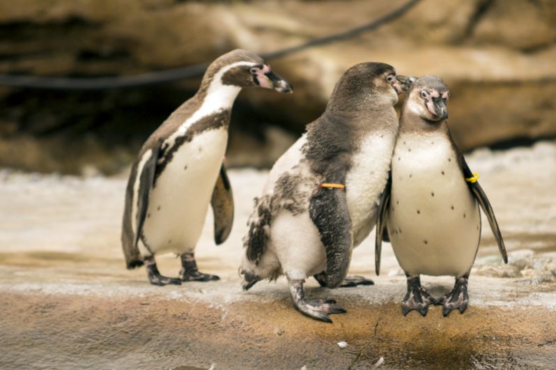 Пингвин Гумбольдта. Свое название птица получила в честь известного немецкого географа и путешественника. Звуки, издаваемые пингвинами, больше похожи на крик осла.
