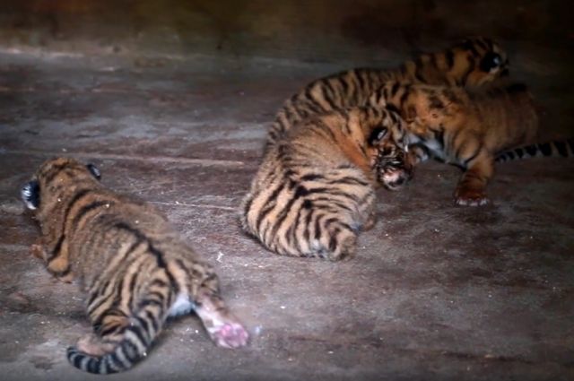 Тигрята в барнаульском зоопарке